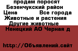 продам поросят .Безенчукский район  › Цена ­ 2 500 - Все города Животные и растения » Другие животные   . Ненецкий АО,Черная д.